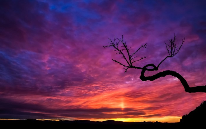 Silhouette of a tree against a vibrant sunset sky