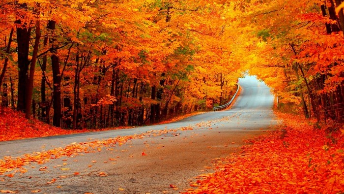 Road through an autumn forest with fallen leaves