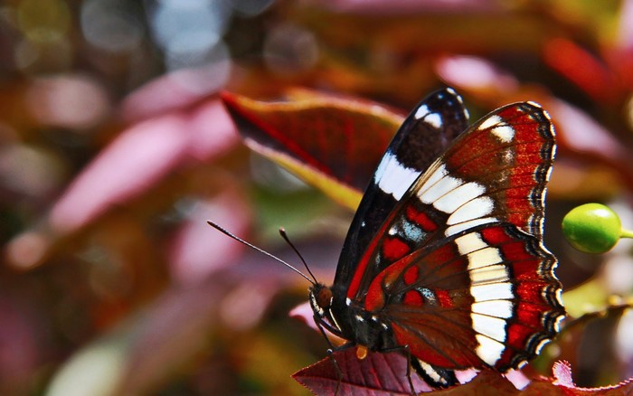 Red Admiral butterfly on a leaf with a green berry
