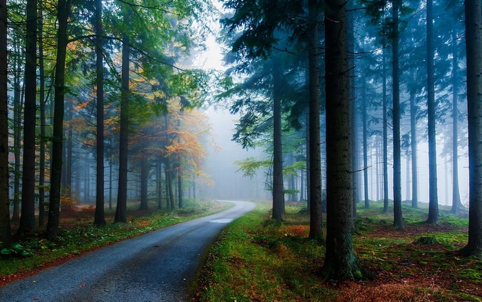 Winding road through a misty autumn forest