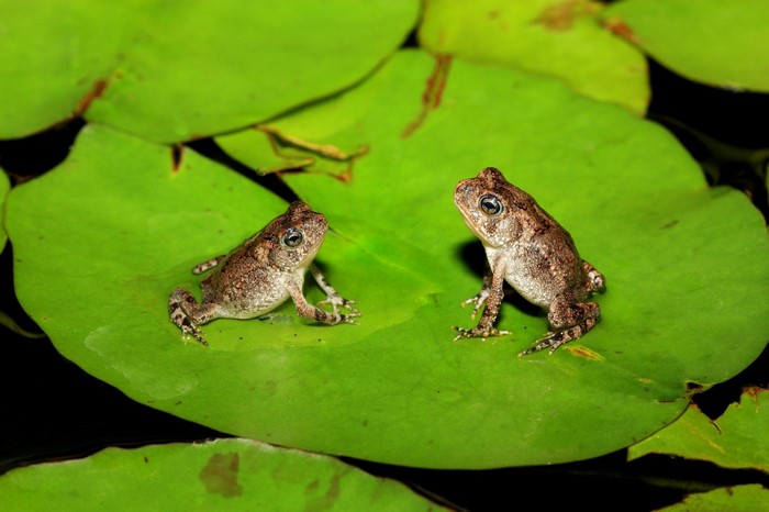 Two small frogs on green lily pads
