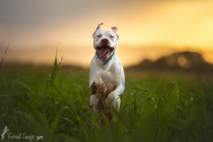 White dog running in a field at sunset