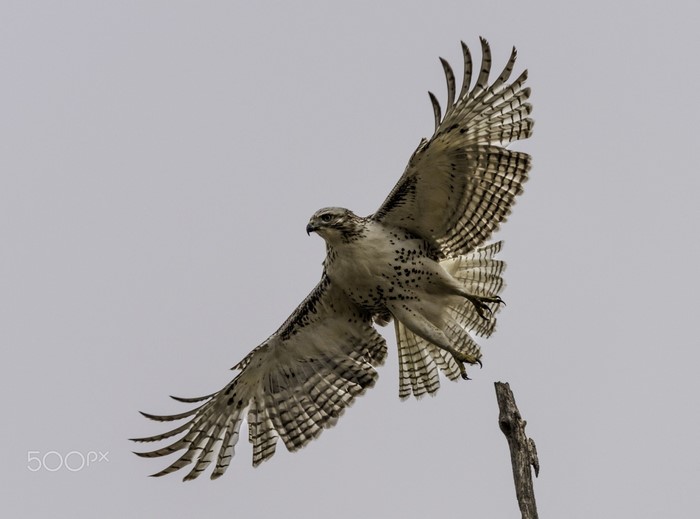 A hawk in flight with wings spread wide