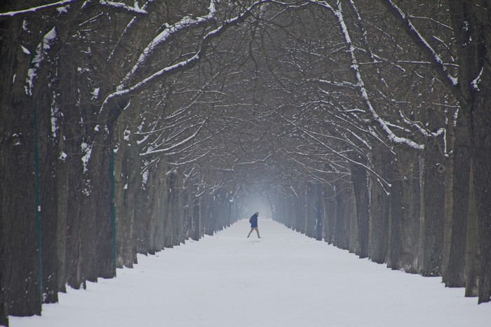 Person walking down a snow-covered tree-lined path in winter