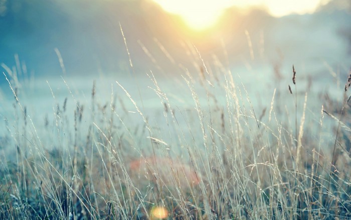 Sunlight filtering through tall grass in a misty field