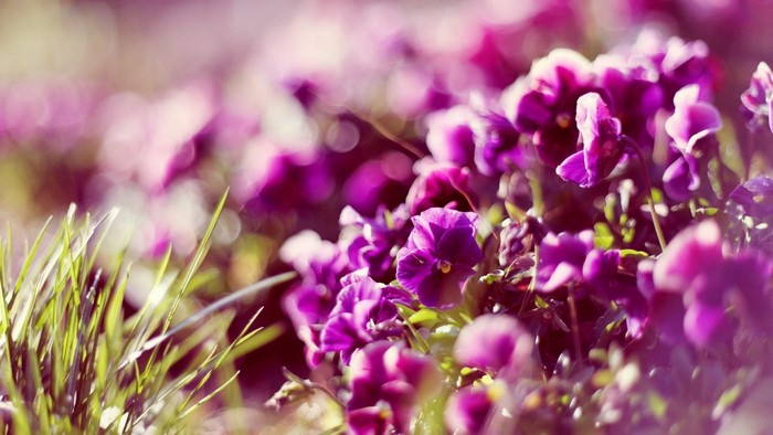 Purple flowers and green grass with bokeh