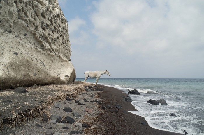 White horse on a black sand beach with a large rock formation