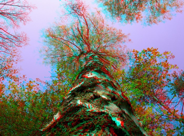 Looking up at a tree trunk with colorful leaves and sky