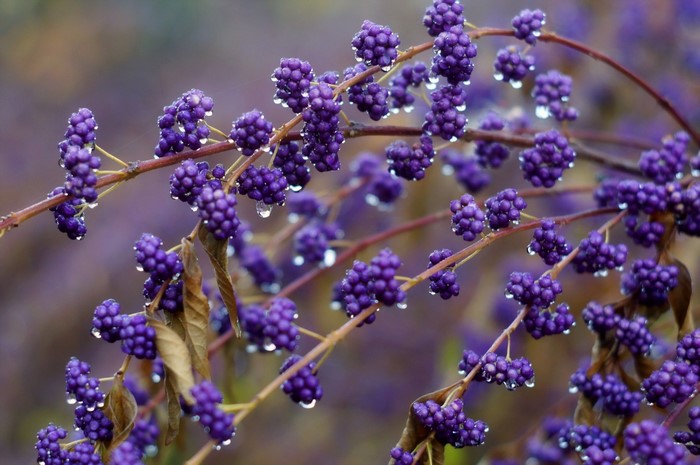 Purple berries with water droplets on branches