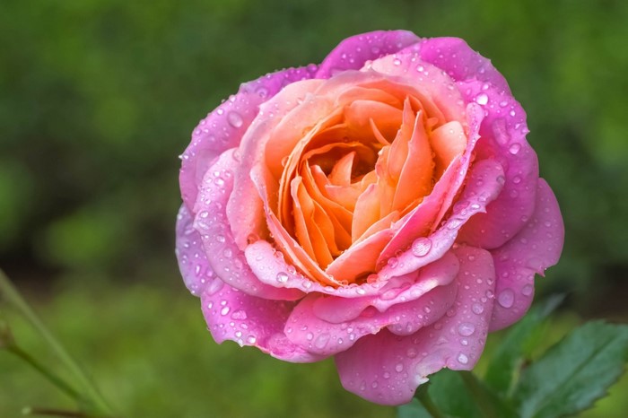 Dewy Pink and Orange Rose Bloom