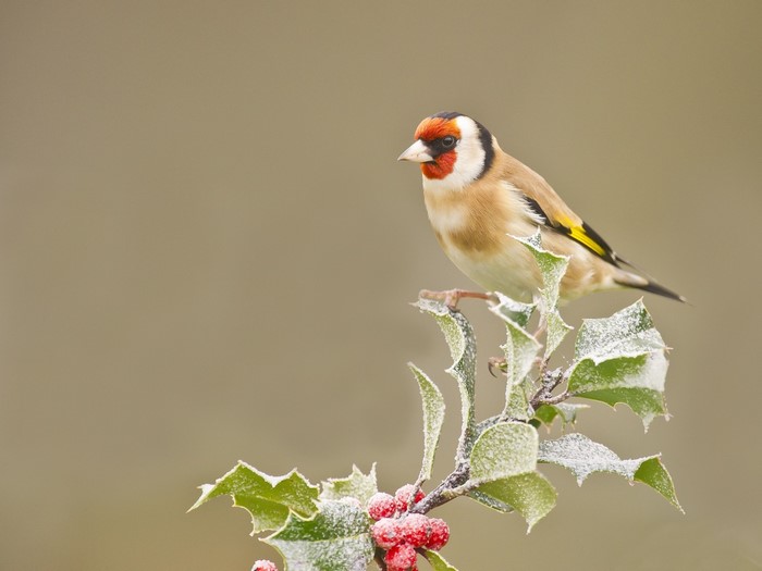 Goldfinch perched on a frosted holly branch with red berries