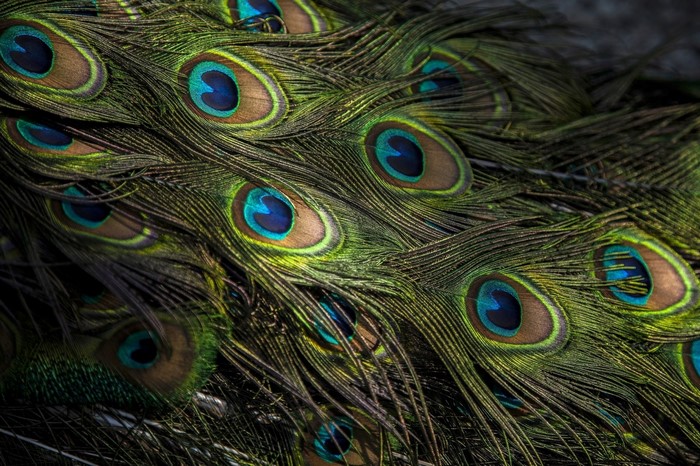 Close up of peacock feathers