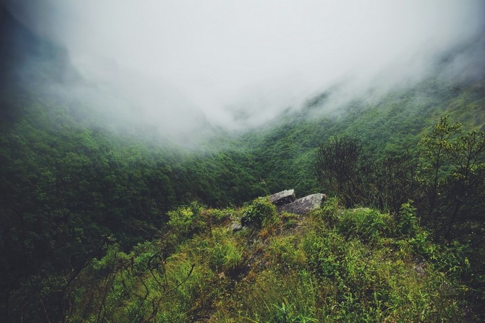 Misty mountain forest with green trees and rocks