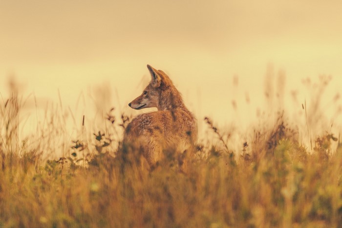Coyote in tall grass at sunrise