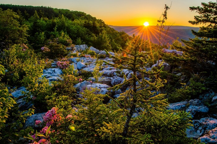 Sunset over a rocky forest landscape with wildflowers