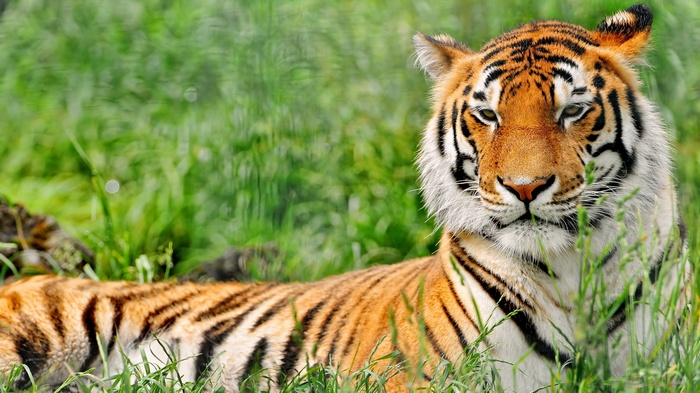 Tiger lying in green grass