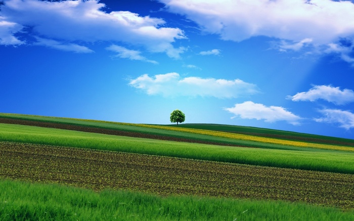 A lone tree on a rolling green hill under a blue sky