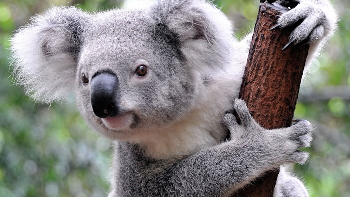 Koala clinging to a tree trunk