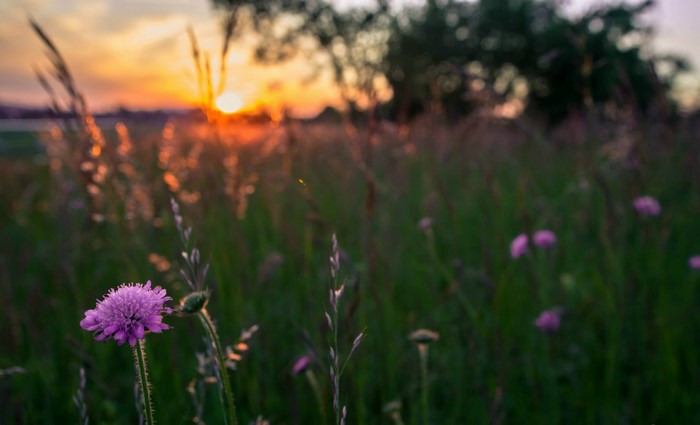 Purple flower in a field at sunset
