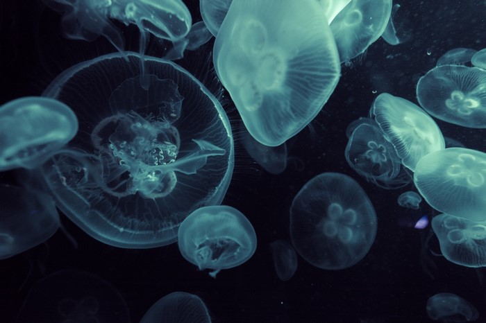 Moon jellyfish in dark water