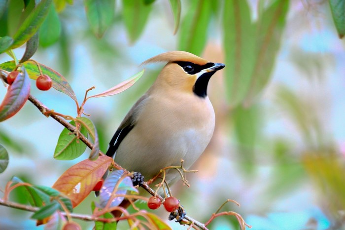 Bohemian Waxwing bird perched on a branch with berries