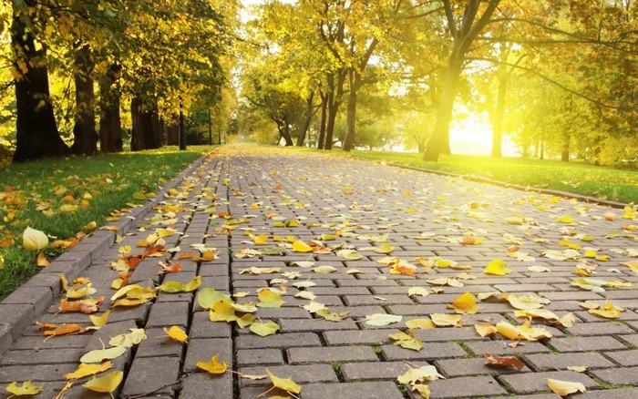 Autumn park path with fallen leaves and sunlight