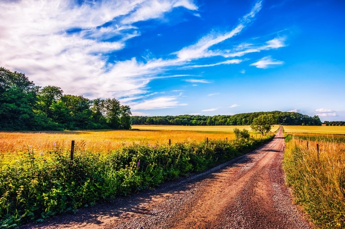 Dirt road through a golden field under a blue sky