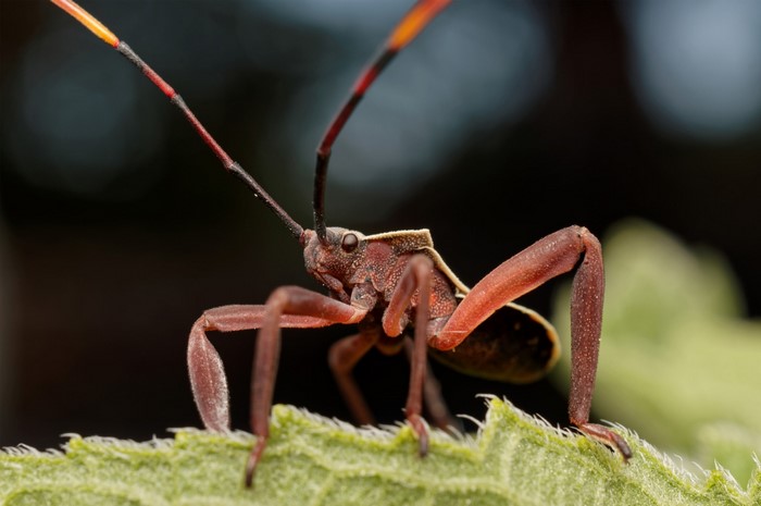 Macro photography of a red insect on a green leaf