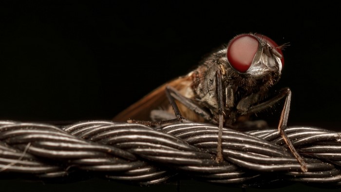 Macro photography of a fly with red eyes on a cable