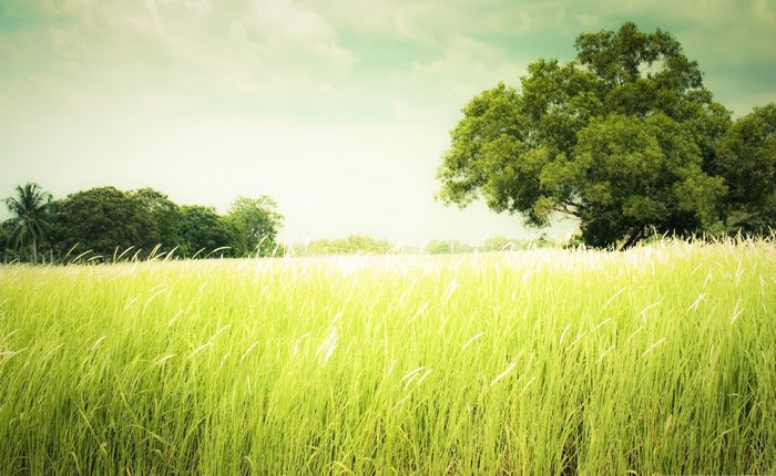 Green grass field with trees and sky