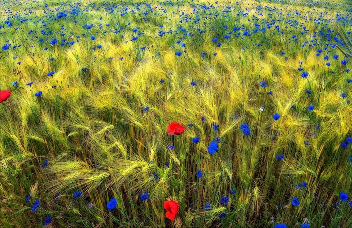 Field of wheat with blue cornflowers and red poppies