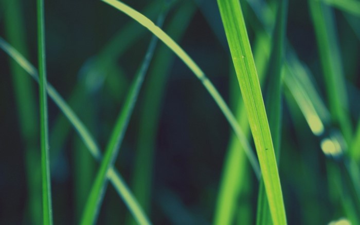 Close-up of green grass blades with sunlight