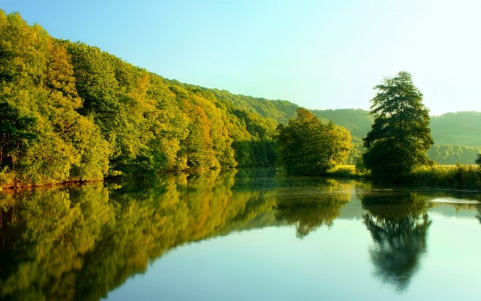 Trees reflected in a calm lake during sunrise
