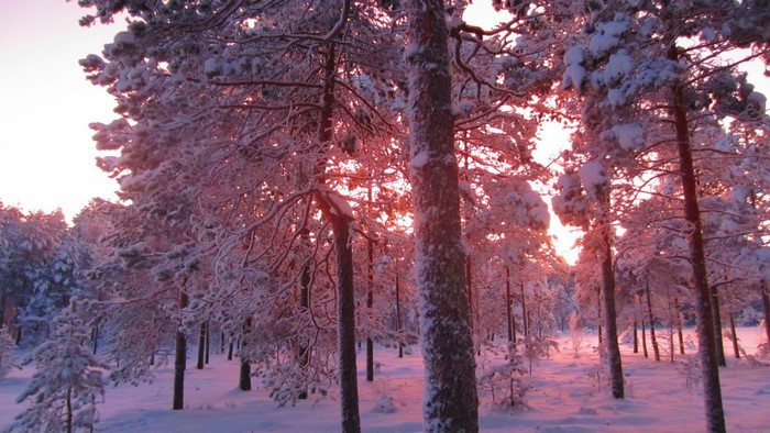 Snowy forest with sunlight filtering through trees