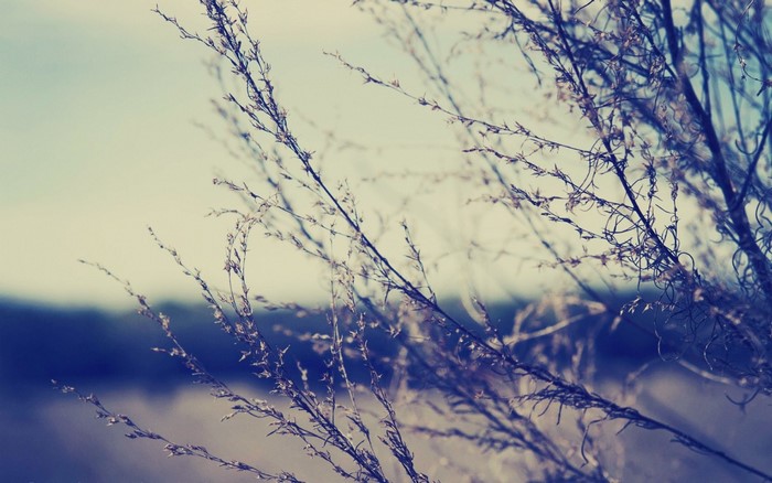 Dry grass branches against a blurred background