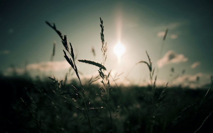 Sunlight through grass at sunset