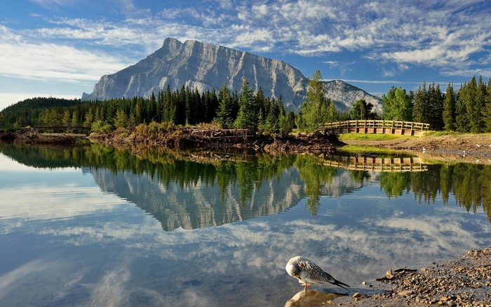 Mountain reflected in a lake with a bird