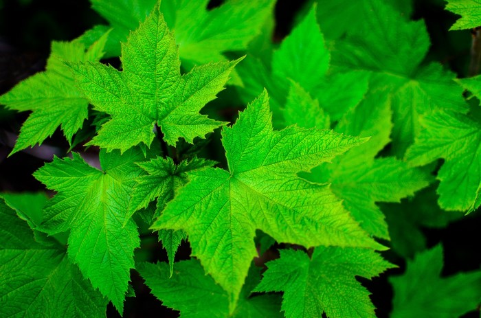 Close-up of vibrant green maple-like leaves