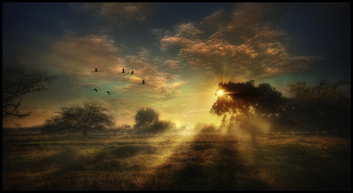Birds flying at sunset over a misty landscape