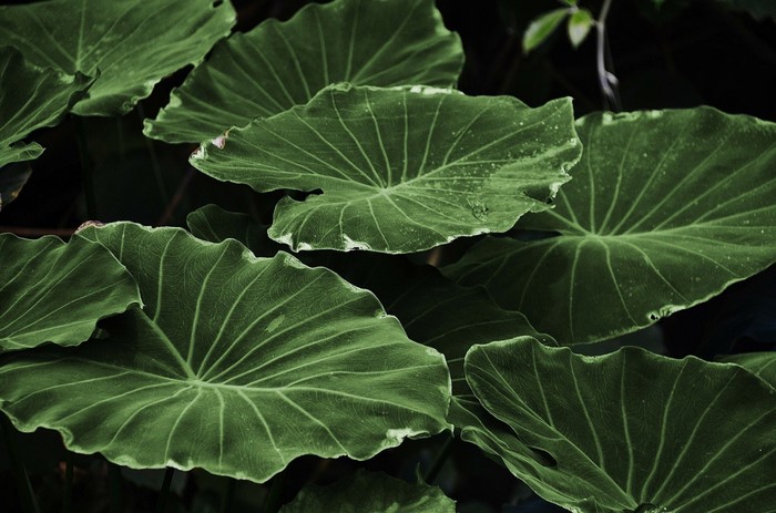 Close-up of large green elephant ear leaves