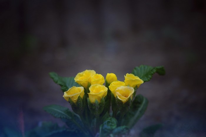 Yellow primrose flowers with green leaves