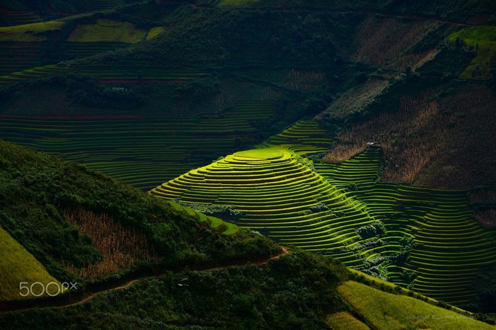 Terraced rice fields on a sunlit hillside
