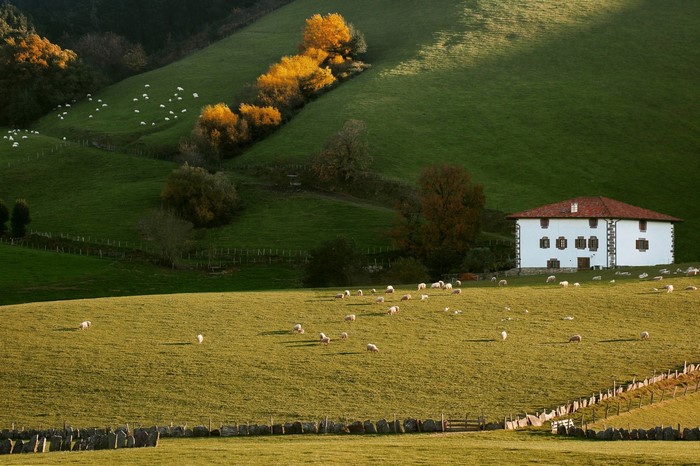 Sheep grazing on a grassy hillside with a white farmhouse