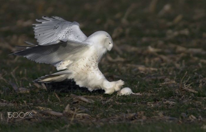 Snowy owl hunting a mouse in a field