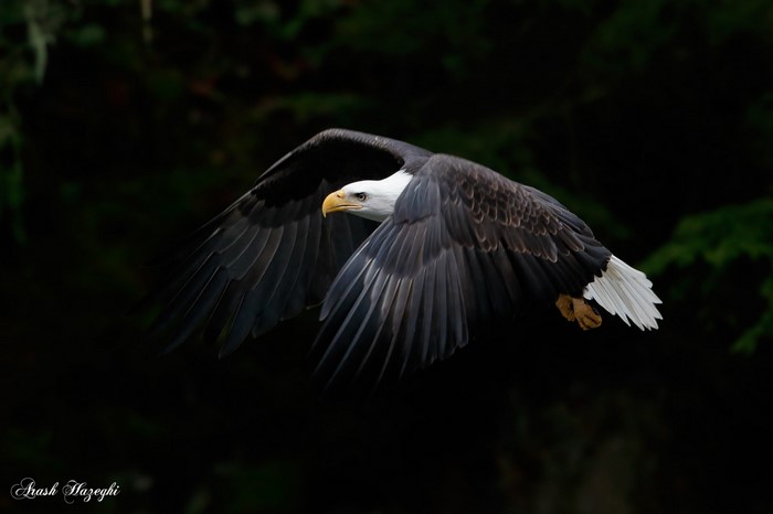 Bald eagle in flight against dark forest background