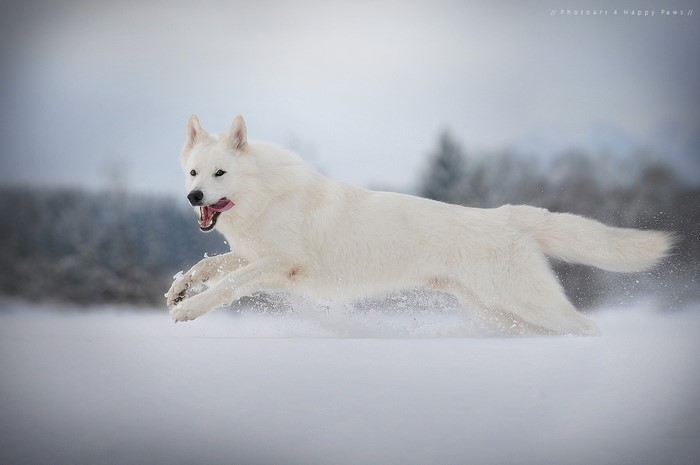 White dog running through snow