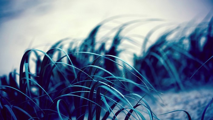 Close up of blue grass blades swaying in the wind