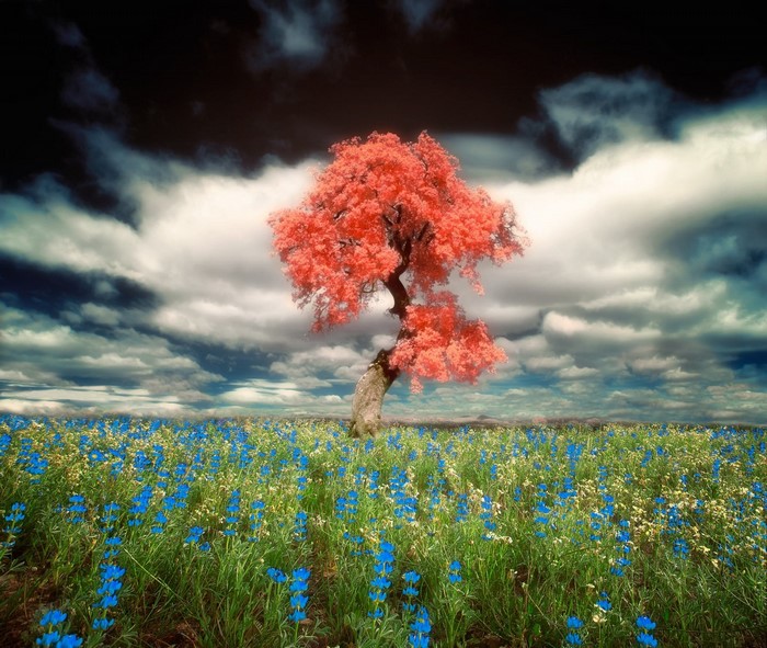 Tree with red leaves in a field of blue wildflowers
