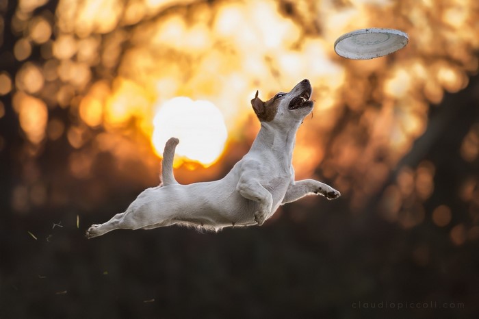 Jack Russell Terrier jumping for a frisbee at sunset