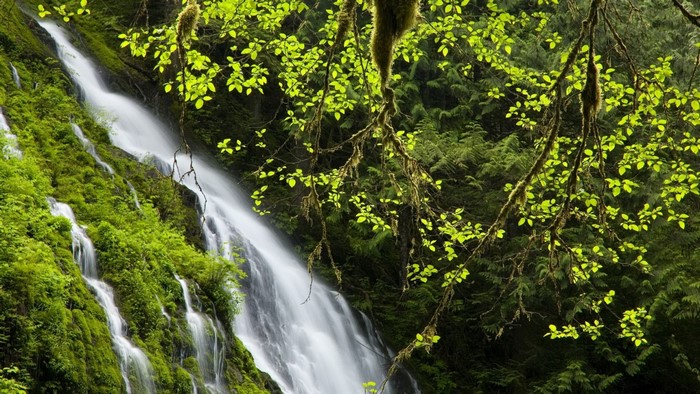 Mossy waterfall cascading through a vibrant green forest